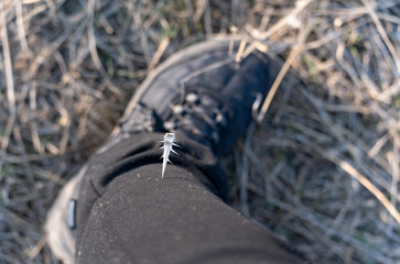 A dry old Eryngium thorn that clung to a traveler's black trousers in early spring, top view of the...