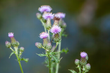 purple Canada thistle
