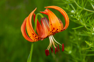 Michigan lily in the field