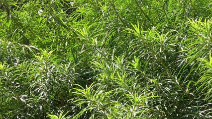Beautiful leaves of garden plants shines in the sunlight	