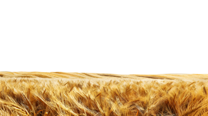 Breathtaking golden wheat field landscape isolated on a transparent background, detailed photo, png 