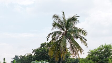 Real coconut tree with a background of light white nimbus clouds, tropical nature scene.