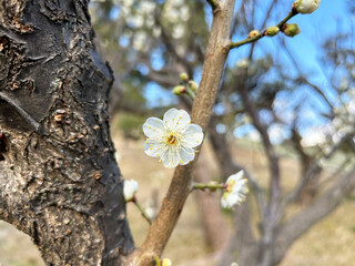 陽を浴びる梅の花のクローズアップ