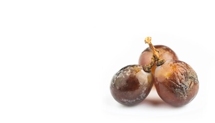 Close-up of three wrinkled grapes on white background