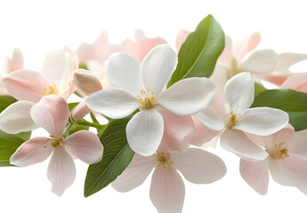Fototapeta premium PNG Jasmin Flower flower petals leaves.
