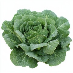 High-Quality Photo of Fresh Green Cabbage Isolated on White Background