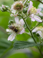 bee on a flower