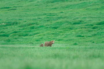 The brown bear of Seosai,
The brown mother bear of Deosai with her cub wandering in Deosai National Park, Skurdu, Pakistan