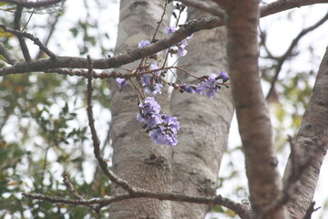 Detail photograph of a tree branch with purple flowers
