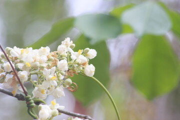 Detail photograph of a tree branch with white flowers