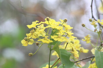 Detail photograph of a tree branch with yellow flowers