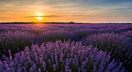 Obraz premium The sun rising over a beautiful lavender field with a soft golden glow in the sky, AI Generated