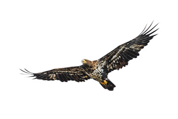 An Immature Bald Eagle Floats in the Sky