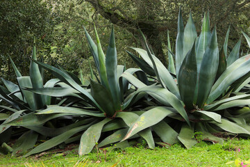 Large agave plants with thick, pointed leaves growing in a lush green environment. The plants are...