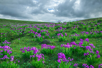 Flowering at Deosai National Park, Pakistan