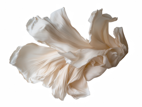 A white flower with a lot of petals. The petals are spread out and look like they are floating