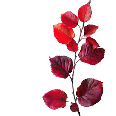 Stunning Closeup of a Branch with Vibrant Red Autumn Leaves against a Soft Background
