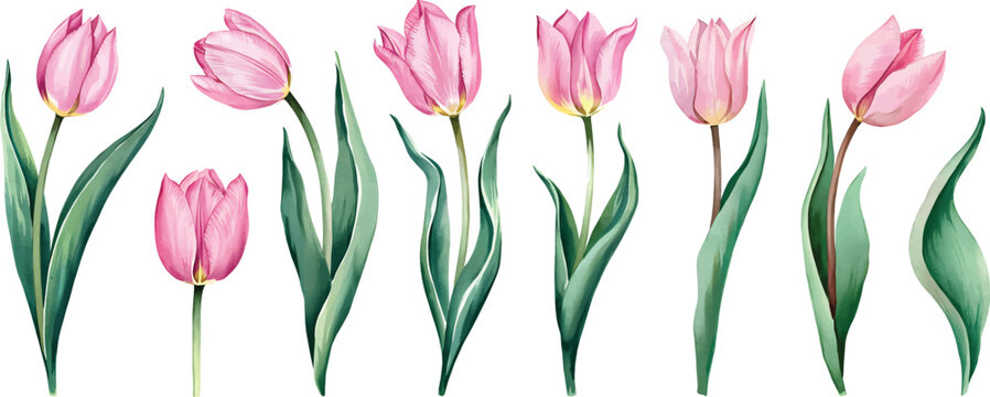 Hand-painted  set isolated on white background vector illustration. Hand-painted