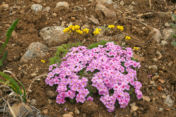 Flowering at Deosai National Park, Pakistan