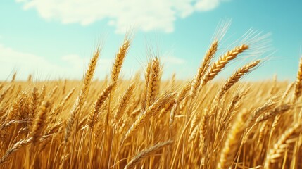 Golden wheat field with bright blue sky and clouds above