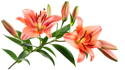 Elegant blooming lilies with buds on transparent background, detailed photo, png 