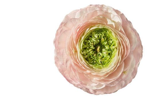 Delicate pink ranunculus buttercup flower isolated on transparent background. Perfect for floral designs, wedding invitations, and botanical projects