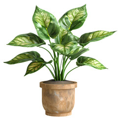 Green plant in potted for interior decoration isolated on transparent background, detailed photo, png 