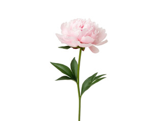 Obraz premium A single pink flower with green leaves. The flower is the main focus of the image. The flower is standing upright and is the only object in the image