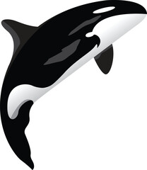 Orca whale icon Realistic illustration .