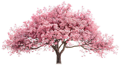 Obraz premium Magnificent pink cherry blossom landscape isolated on a transparent background, detailed photo, png 