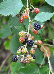 On the branch ripen the blackberries (Rubus fruticosus)
