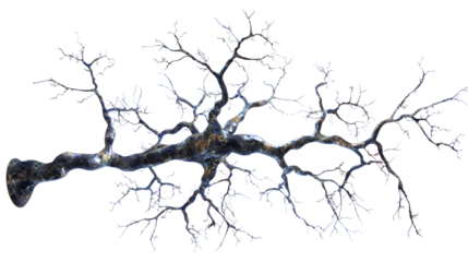 neuron isolated on transparent background, detailed photo, png 