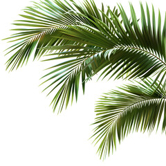 Palm leaves isolated on transparent background, detailed photo, png 
