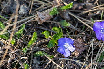 Purple Periwinkle (Vinca minor) in springtime at meadow