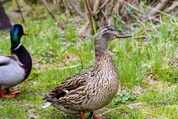 A pair of ducks standing on the grass. .Female mallard duck. The duck has a distinctive mottled brown and tan plumage, with a long, orange beak.ducks in their natural habitat.