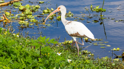 Juvenile White Ibis Foraging Along the Water’s Edge in a Vibrant Wetland Habitat