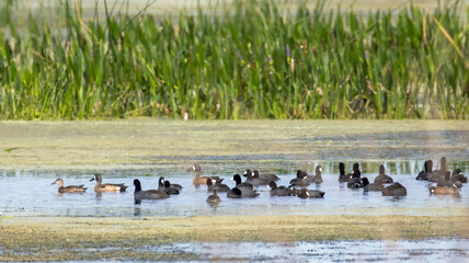 Blue-Winged Teal and American Coots Gathering in a Tranquil Marsh Pond