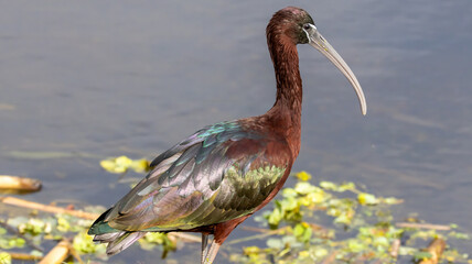 Glossy Ibis Displaying Iridescent Plumage by the Water’s Edge with Green Aquatic Plants Lillies and Marsh Water Browns and Blues