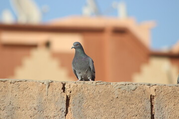 Obraz premium A close-up of a pigeon standing on top of a building