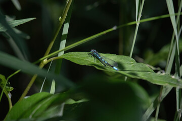 Sun shining on blue and black damselfly on a green leaf on a spring day at Twin Lakes near Delta Junction, Alaska.