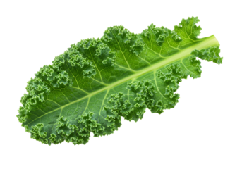 Green Kale Leaf Isolated on White Background - Single green kale leaf, transparent background. Symbolizes health, vitality, nature, freshness, and nutrition