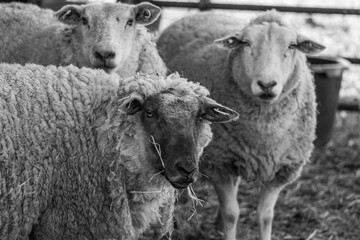 Kühe und Schafe auf Wiesen im Münsterland zur Frühlingszeit