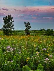 697-47 Wildflower Sky