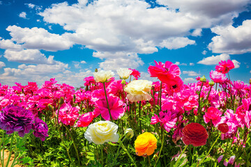 Mgnificent floral carpet