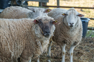 Fototapeta premium Kühe und Schafe auf Wiesen im Münsterland zur Frühlingszeit