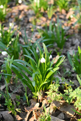 Obraz premium spring in the garden