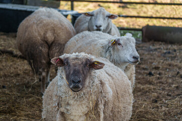 K&uuml;he und Schafe auf Wiesen im M&uuml;nsterland zur Fr&uuml;hlingszeit