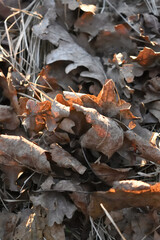 autumn leaves on fire