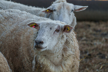 Kühe und Schafe auf Wiesen im Münsterland zur Frühlingszeit