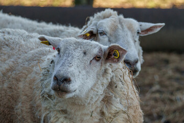 K&uuml;he und Schafe auf Wiesen im M&uuml;nsterland zur Fr&uuml;hlingszeit